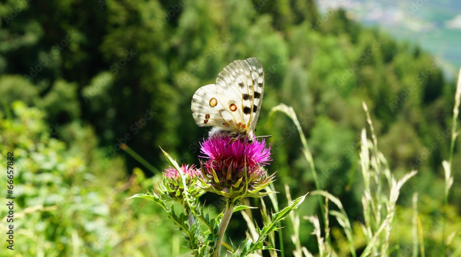 Zdjęcie przedstawia motyle nieznanego mi gatunku na łące