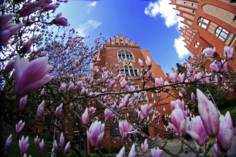 Kwitnące drzewa magnolii przed budynkiem Collegium Maius w Toruniu