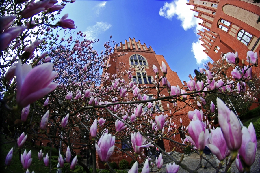 Blooming magnolia trees in front of the Collegium Maius building in Toruń