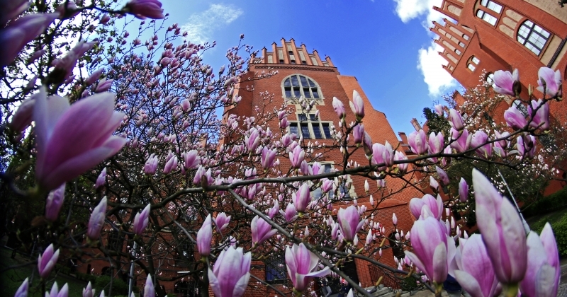 Blooming magnolia trees in front of the Collegium Maius building in Toruń