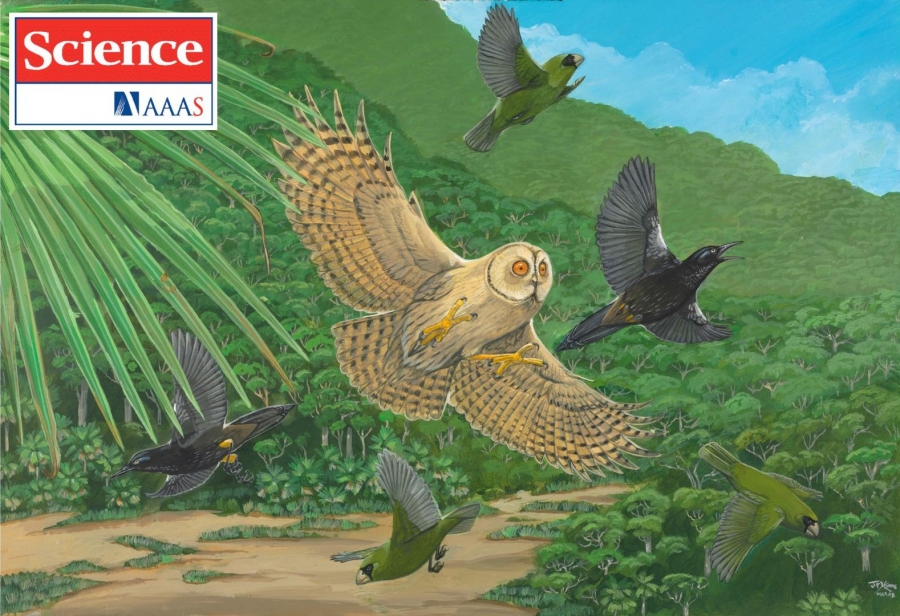 All three depicted species have been driven extinct by humans (the Kaua'i stilt owl, wahi grosbeak, Kaua?i ????)