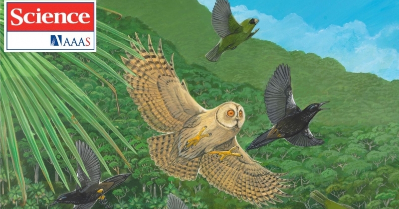 All three depicted species have been driven extinct by humans (the Kaua'i stilt owl, wahi grosbeak, Kaua?i ????)